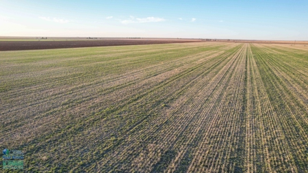Multi-Tract IrrigatedFarm with Improvements, Bailey County, Texas - image 12