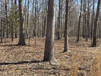 Acreage for Sale Southern Missouri Ozarks - image 4