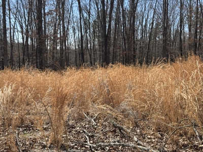 Acreage for Sale Southern Missouri Ozarks - image 7