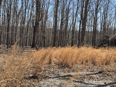 Acreage for Sale Southern Missouri Ozarks - image 6