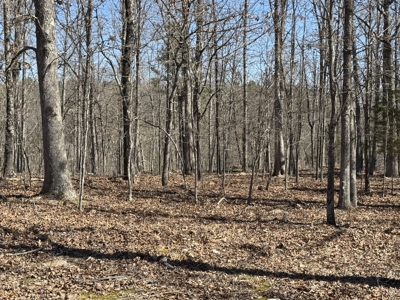 Acreage for Sale Southern Missouri Ozarks - image 5