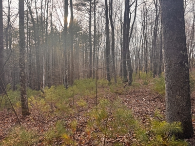 Land for Sale on Big Reed Island Creek! - image 22