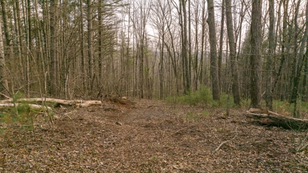 Land for Sale on Big Reed Island Creek! - image 5