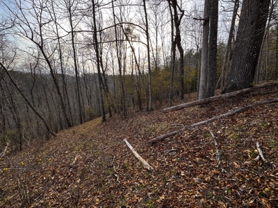 Land for Sale on Big Reed Island Creek! - image 20