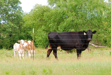 Charming Ranch with Two-Story Home on 48 Acres Near De Leon, Texas - image 37