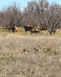 Charming Ranch with Two-Story Home on 48 Acres Near De Leon, Texas - image 31