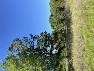 East Texas Commercial Land For Sale - image 14