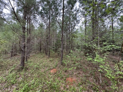 East Texas Commercial Land For Sale - image 31