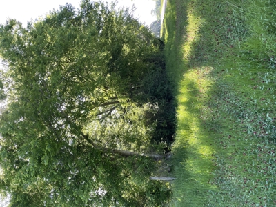 East Texas Commercial Land For Sale - image 9