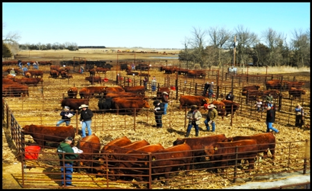Nebraska Sandhills Farm/Ranch  With Barndominium For Sale - image 15