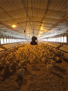 Poultry Breeder Production Farm For Sale in Coolidge, GA! - image 13