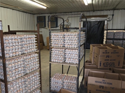 Poultry Breeder Production Farm For Sale in Coolidge, GA! - image 18