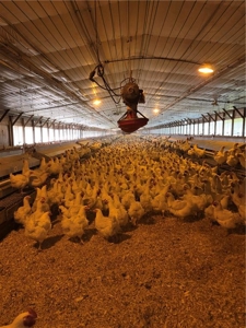 Poultry Breeder Production Farm For Sale in Coolidge, GA! - image 14