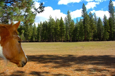 Stunning 20 Acre Horse Property in Plains  MT - image 9