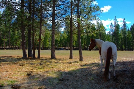 Stunning 20 Acre Horse Property in Plains  MT - image 11