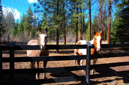 Stunning 20 Acre Horse Property in Plains  MT - image 24