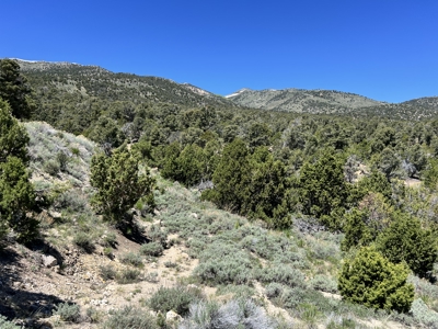 Nevada Residential Recreational Treed Mountain Land For Sale Ely, Nevada - image 5