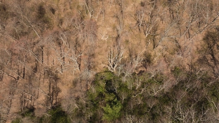 Wooded Lot for Sale in Meadows of Dan VA - image 5