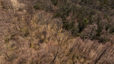 Wooded Lot for Sale in Meadows of Dan VA - image 2