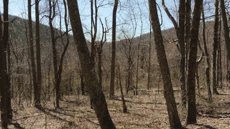Wooded Lot for Sale in Meadows of Dan VA - image 1