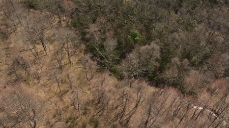 Wooded Lot for Sale in Meadows of Dan VA - image 7