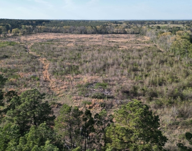 East Texas Land For Sale, Live Water, Cass County - image 14