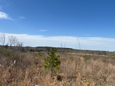 East Texas Land For Sale, Live Water, Cass County - image 19
