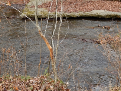 Private 151-Acre Retreat – 40 Lou Johns Ln, Loretto, TN - image 28
