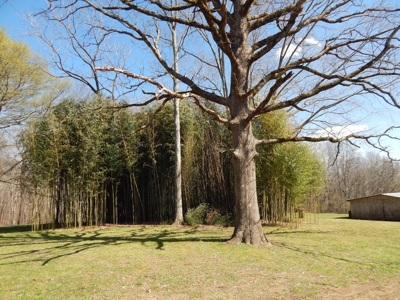 Private 151-Acre Retreat – 40 Lou Johns Ln, Loretto, TN - image 38