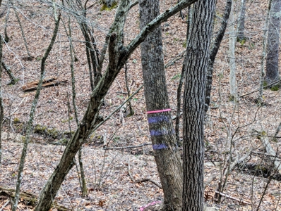 Land for Sale in Shawsville VA - image 10