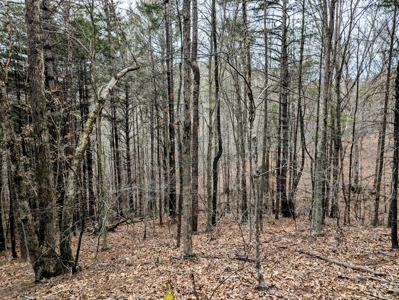 Land for Sale in Shawsville VA - image 6