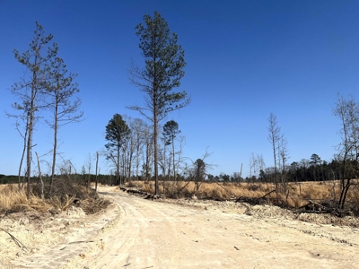 The West Truxno Tract in Union Parish, Louisiana - image 1