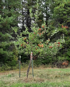 Country Home and Land for Sale in Clearwater County, ID - image 28