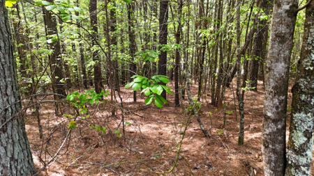 Private Lot With Views & Lake Access - Valdese NC - image 9