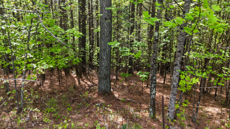 Private Lot With Views & Lake Access - Valdese NC - image 12