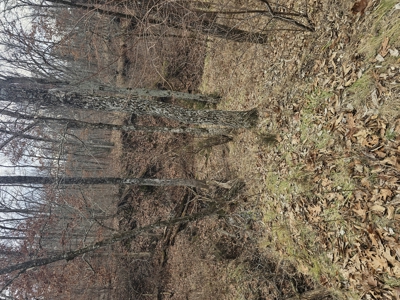 North Missouri Hunting farm for sale - image 48