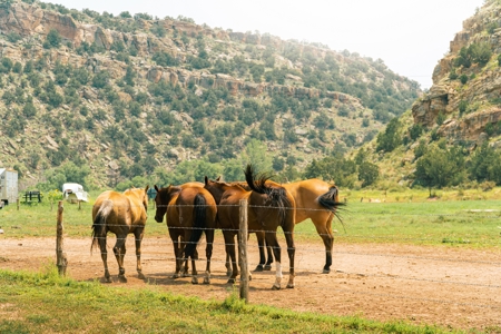 Colorado Ranch: 3 Br Adobe Home On 66 Acres w 9000 Acre BLM Lease - image 15