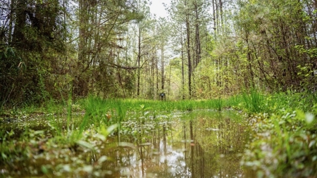 Affordable Property in Woodville, MS - image 23