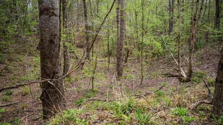 Affordable Property in Woodville, MS - image 40