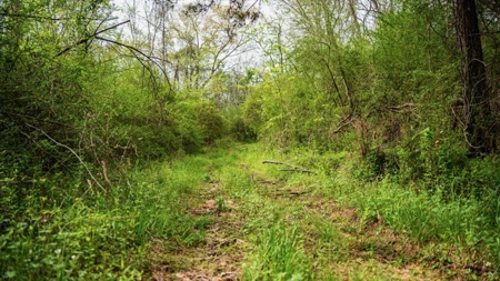 Affordable Property in Woodville, MS - image 16