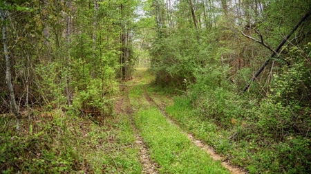 Affordable Property in Woodville, MS - image 28