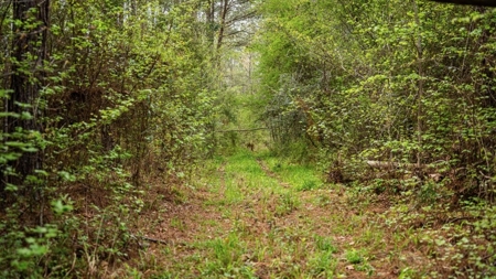 Affordable Property in Woodville, MS - image 25