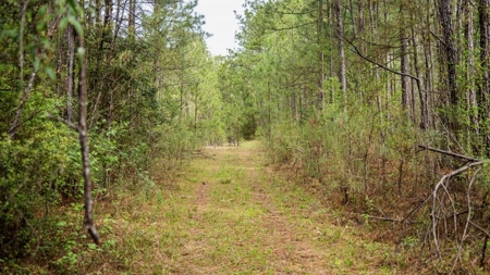 Affordable Property in Woodville, MS - image 29