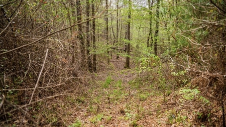 Affordable Property in Woodville, MS - image 24