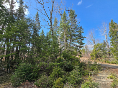 11.5 Acre Wooded Recreational Land - image 10
