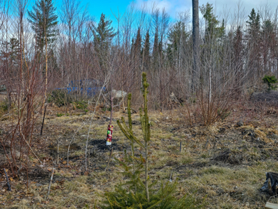 11.5 Acre Wooded Recreational Land - image 17