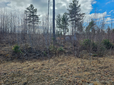 11.5 Acre Wooded Recreational Land - image 16