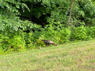 Land for Sale in Highland Reserve Subdivision of Kingston, TN - image 12