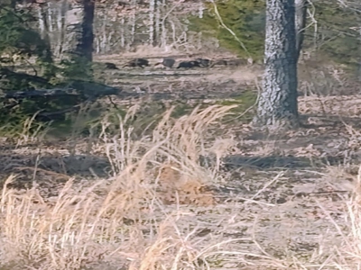 28-Acre Property with Home and Separate Guest Cabin! - image 19