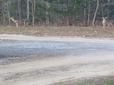 28-Acre Property with Home and Separate Guest Cabin! - image 21